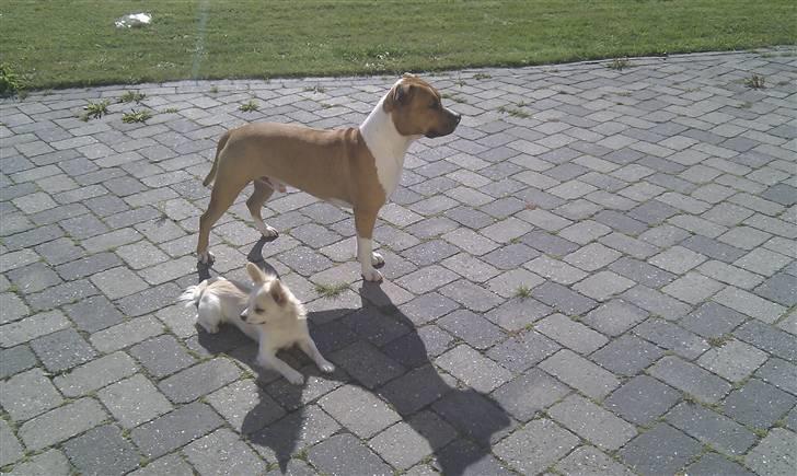 Amerikansk staffordshire terrier Neelix billede 5