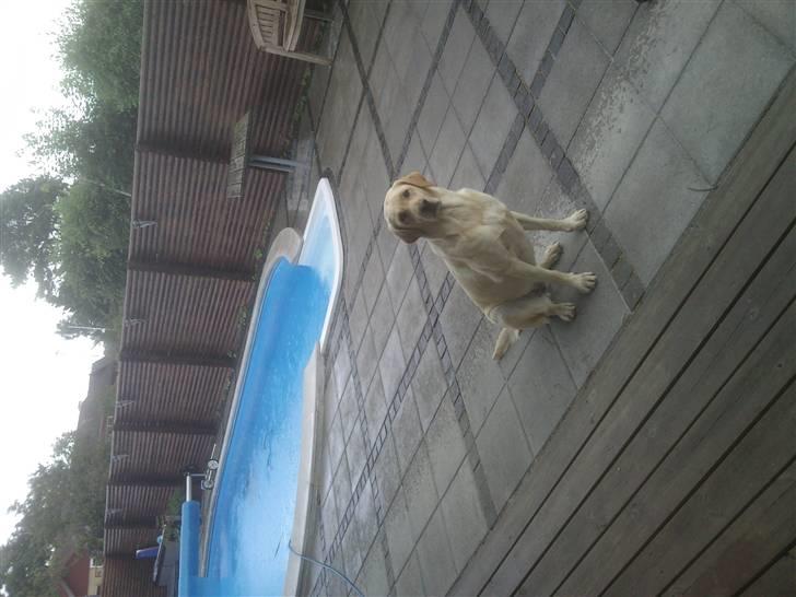 Labrador retriever molly - så sidder du bare der næsten ude i regnen. :D:D:D  Dato den 29/8 2010 :D billede 7