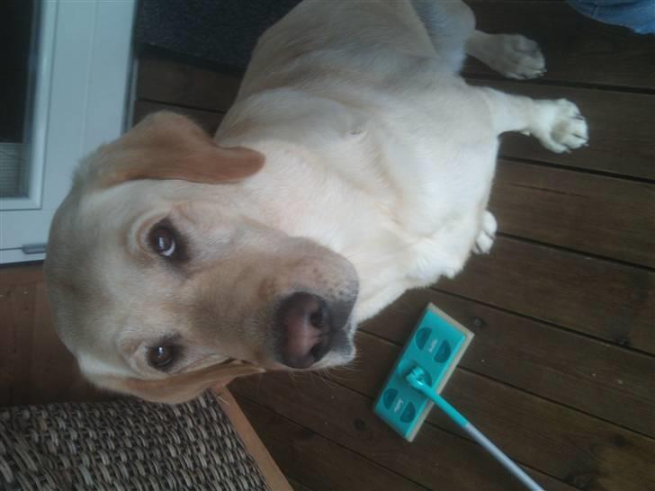 Labrador retriever molly - pretty pretty dog :D  Dato den 29/8 2010 :D billede 8