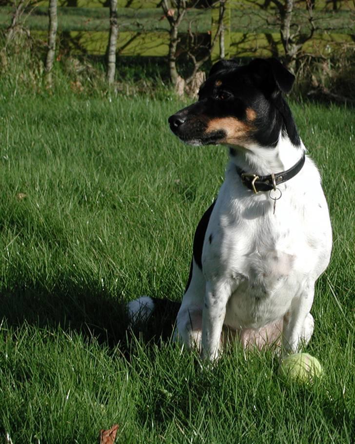 Dansk svensk gaardhund Coco billede 8