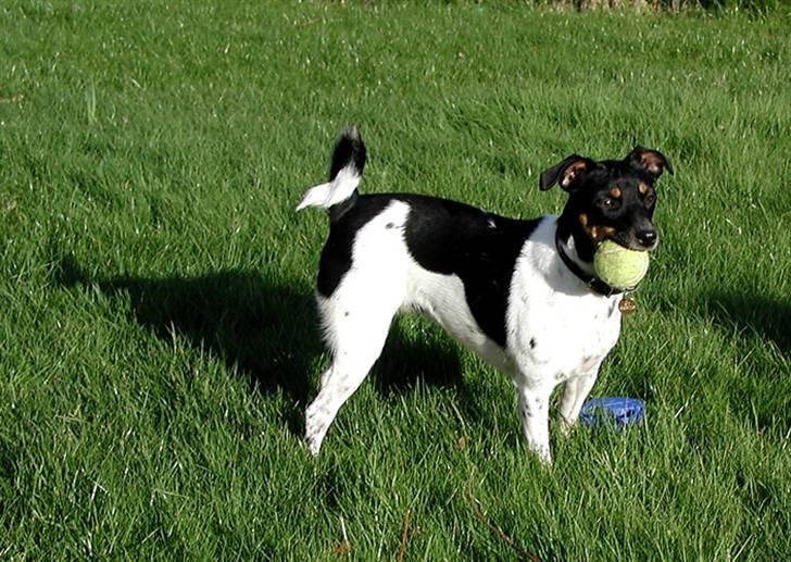 Dansk svensk gaardhund Coco billede 9