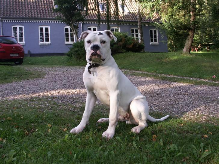 Amerikansk bulldog Mango billede 12