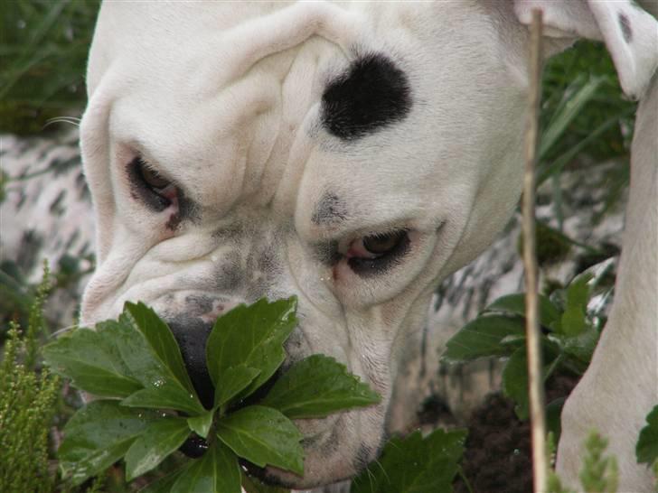 Amerikansk bulldog Mango billede 13