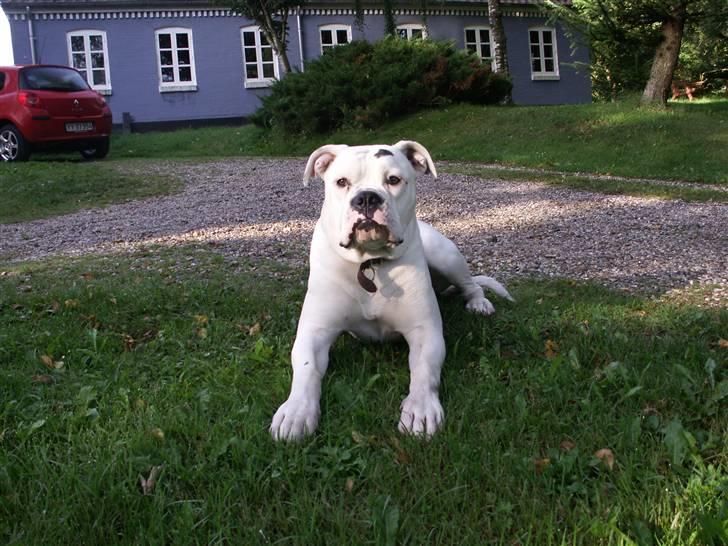 Amerikansk bulldog Mango billede 15