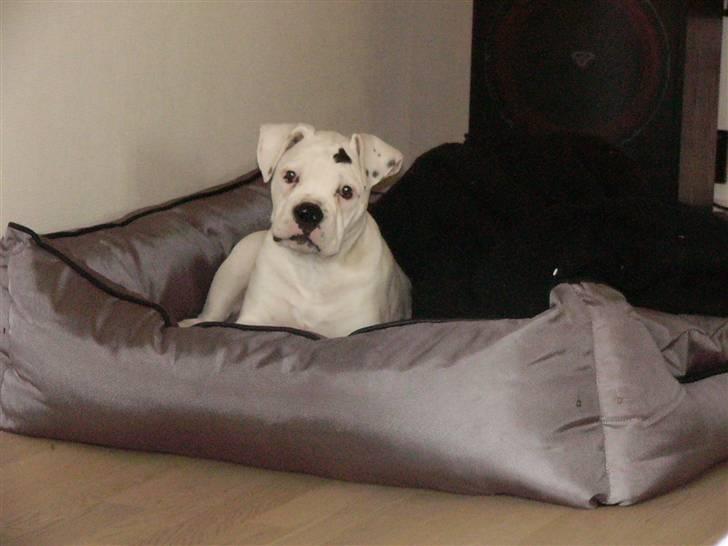 Amerikansk bulldog Mango billede 18