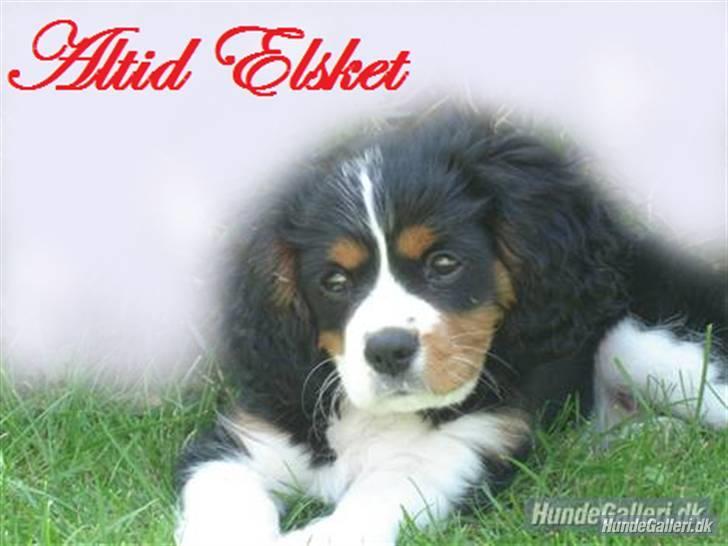 Cavalier king charles spaniel Thor (lille Thor) - et billed jeg har fået lavet til thor billede 7