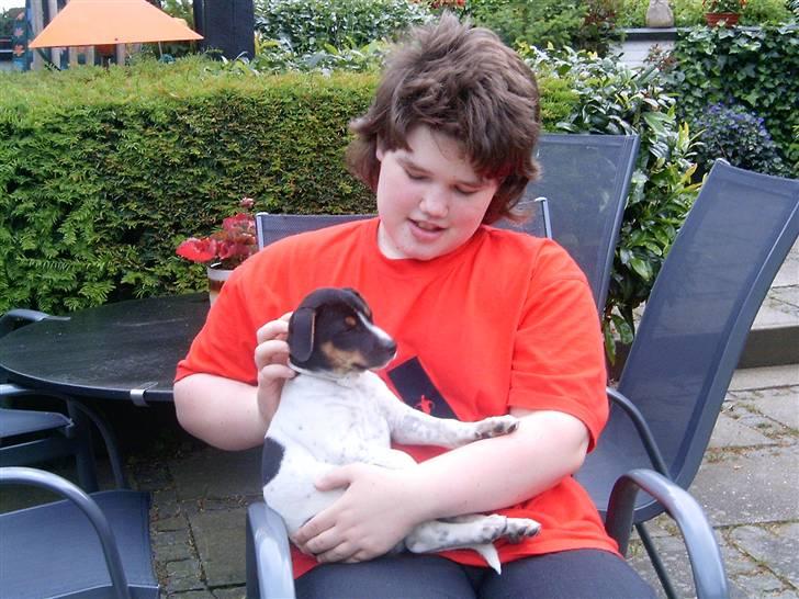 Dansk svensk gaardhund Boldt - dato: ??-??-2004. Boldt som hvalp billede 4