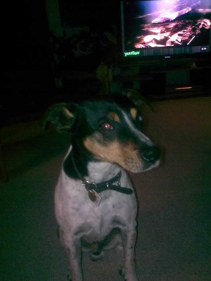 Dansk svensk gaardhund Boldt - dato: 23/7-2010 billede 5