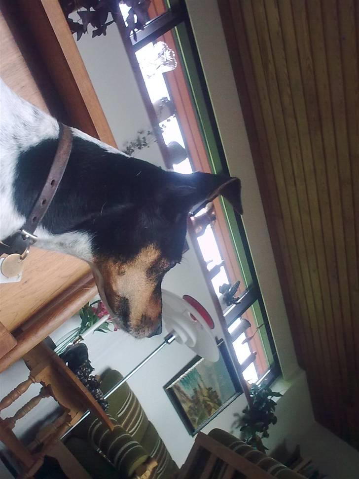 Dansk svensk gaardhund Boldt - dato: 24/7-2010 billede 6