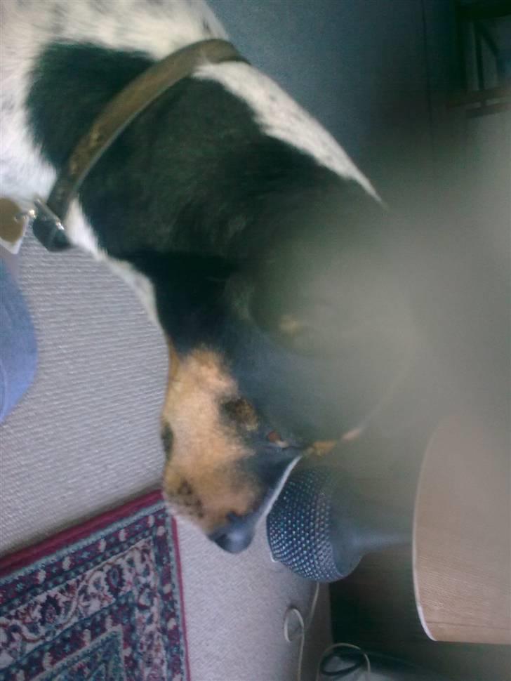 Dansk svensk gaardhund Boldt - dato: 25/7-2010 billede 8