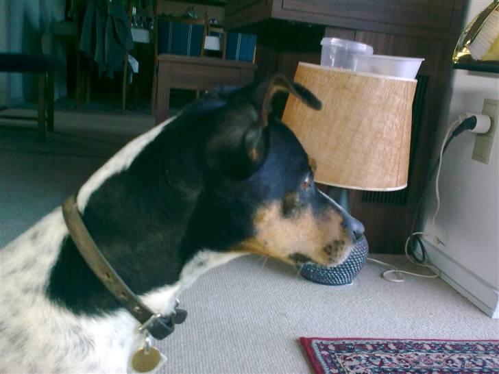 Dansk svensk gaardhund Boldt - dato: 25/7-2010 billede 9