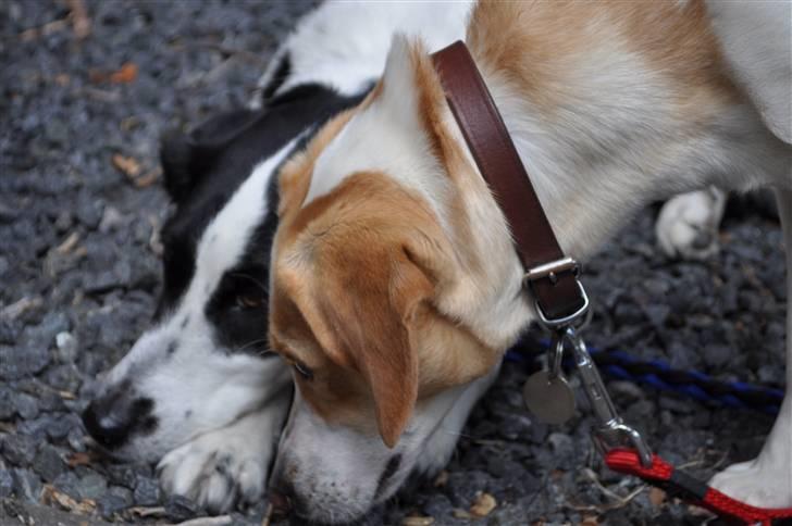 Blanding af racer Bailey billede 13