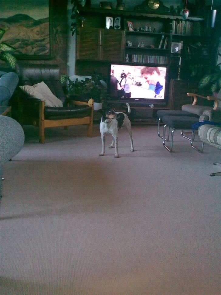 Dansk svensk gaardhund Boldt - dato: 25/7-2010 billede 11