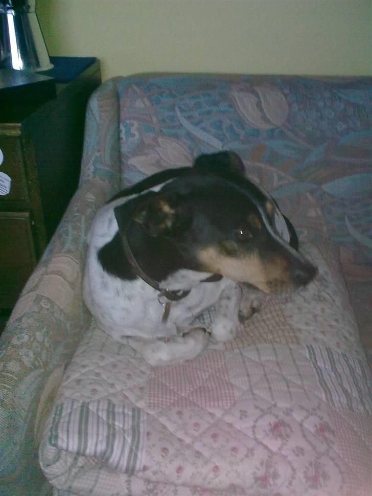 Dansk svensk gaardhund Boldt - dato: 25/7-2010 billede 12