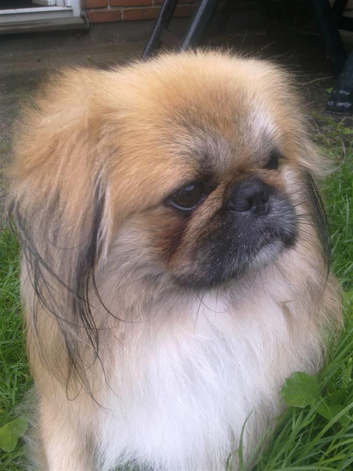 Pekingeser Caiser billede 1