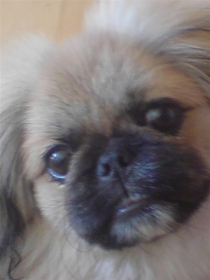 Pekingeser Caiser billede 2