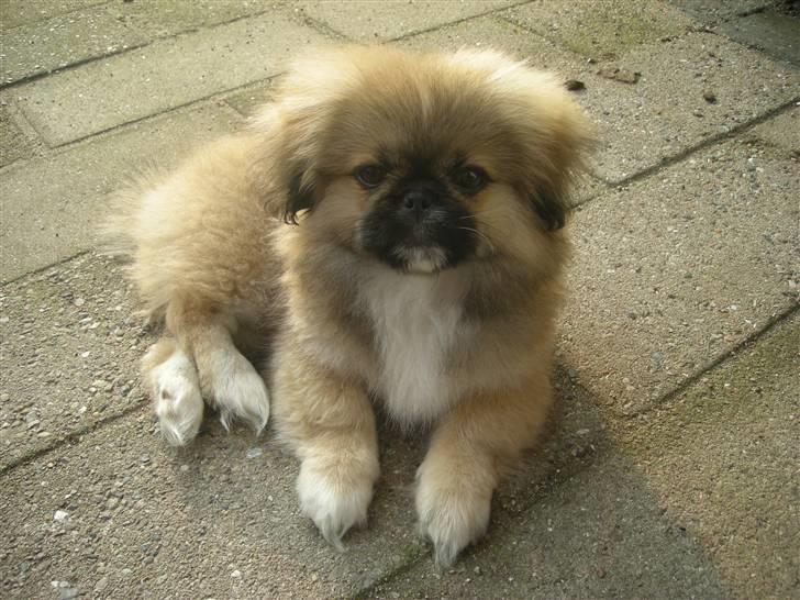 Pekingeser Caiser billede 3