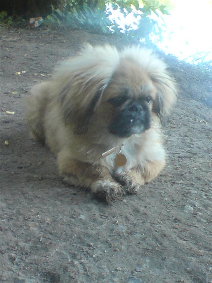 Pekingeser Caiser billede 5