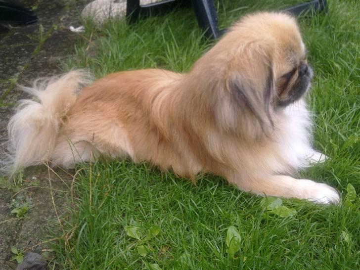 Pekingeser Caiser billede 6