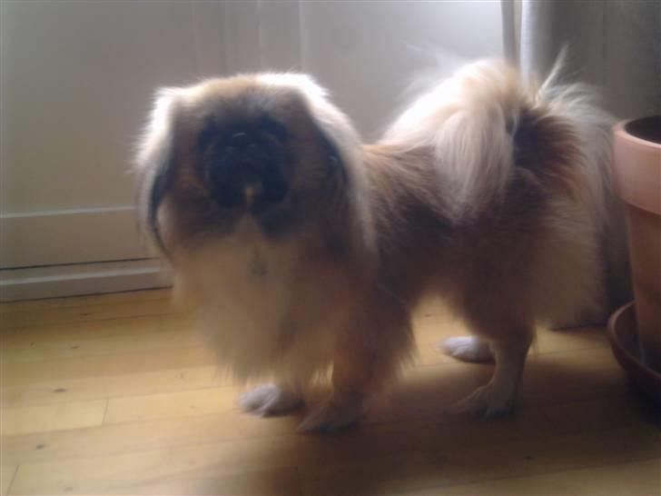 Pekingeser Caiser billede 7