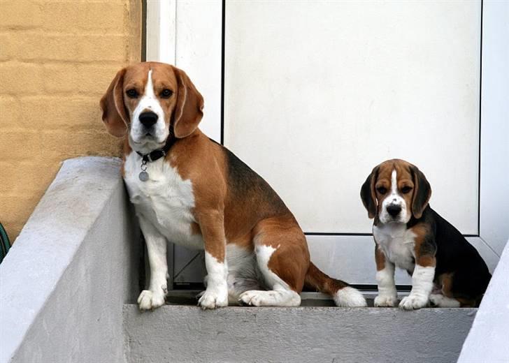 Beagle Frodo - Far og søn, Frodo & Gandalf :) billede 2