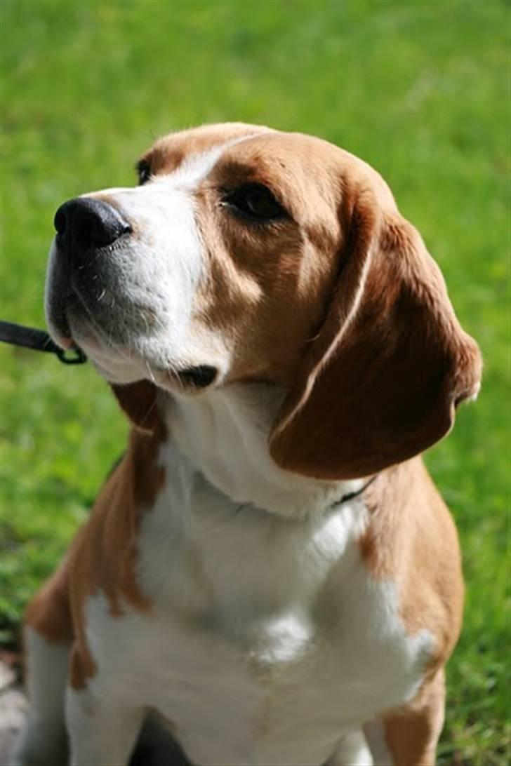 Beagle Frodo - En hengiven Frodo, kigger op på hans moar :) billede 3