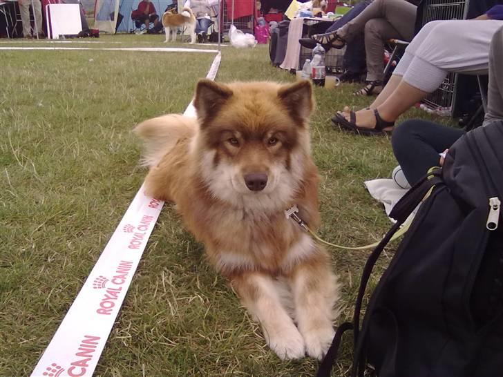 Finsk lapphund Aulis (Sofus)Dansk og Svensk Eksteriør Champion. A billede 2
