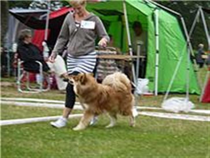 Finsk lapphund Aulis (Sofus)Dansk og Svensk Eksteriør Champion. A billede 3