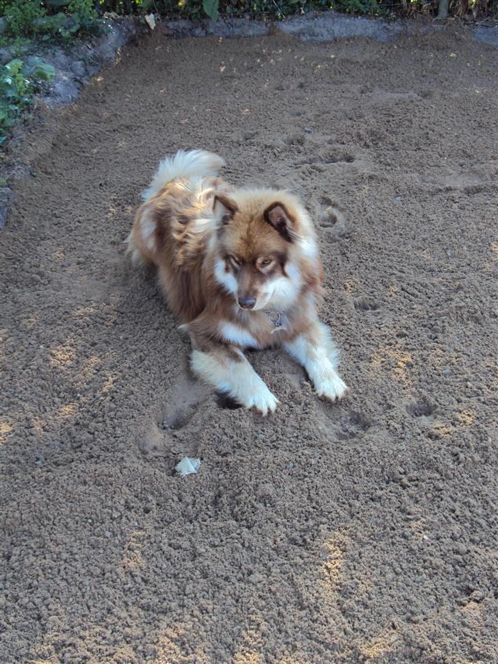 Finsk lapphund Aulis (Sofus)Dansk og Svensk Eksteriør Champion. A billede 4