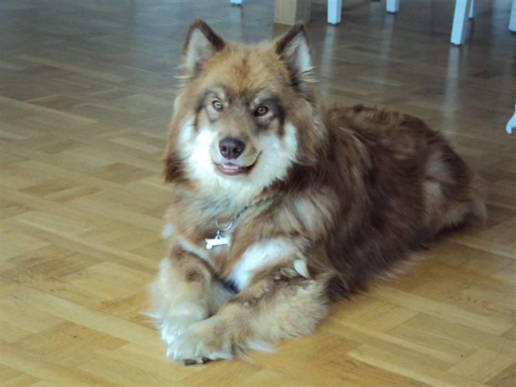 Finsk lapphund Aulis (Sofus)Dansk og Svensk Eksteriør Champion. A billede 5