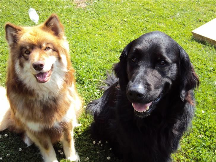 Finsk lapphund Aulis (Sofus)Dansk og Svensk Eksteriør Champion. A billede 6