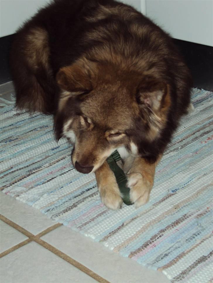 Finsk lapphund Aulis (Sofus)Dansk og Svensk Eksteriør Champion. A billede 7