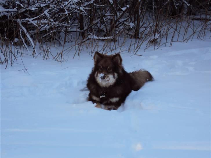 Finsk lapphund Aulis (Sofus)Dansk og Svensk Eksteriør Champion. A billede 8