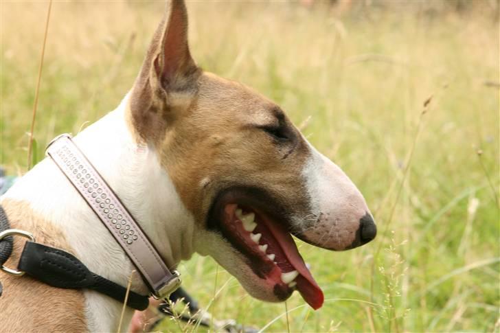 Bullterrier miniature Grace Vom-Emkental  billede 15