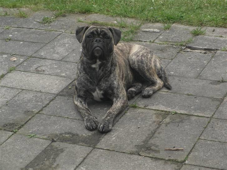 Olde english bulldogge Levi billede 10