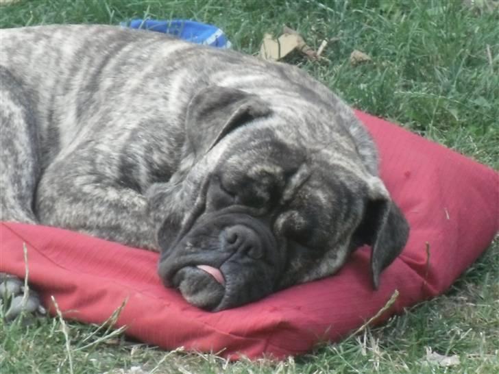 Olde english bulldogge Levi billede 11