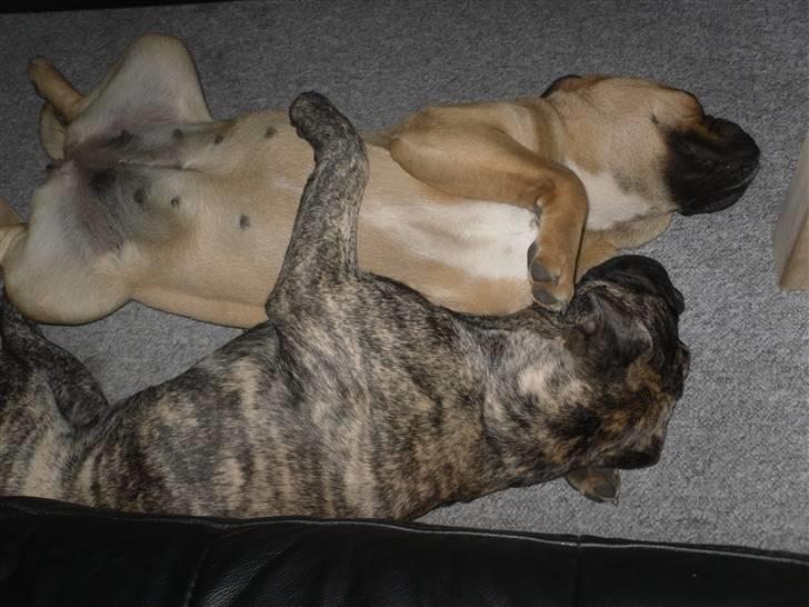 Olde english bulldogge Levi billede 12