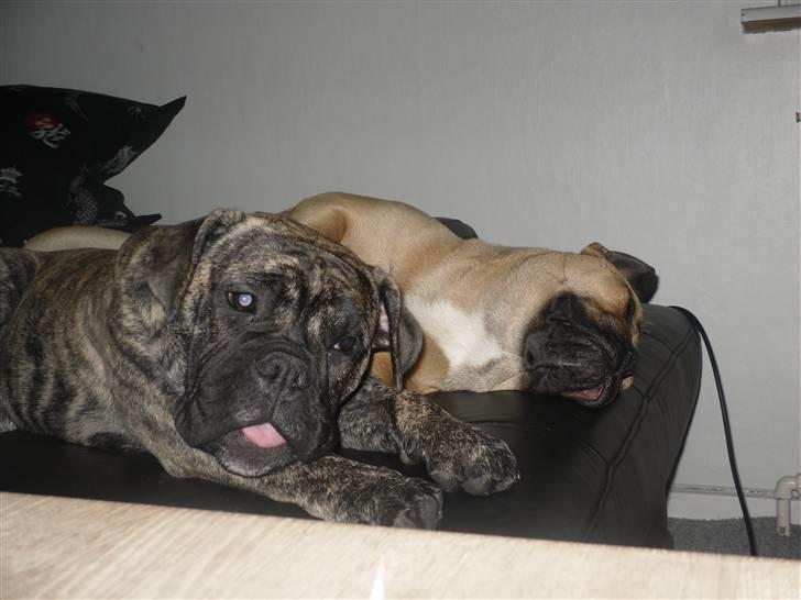 Olde english bulldogge Levi billede 13