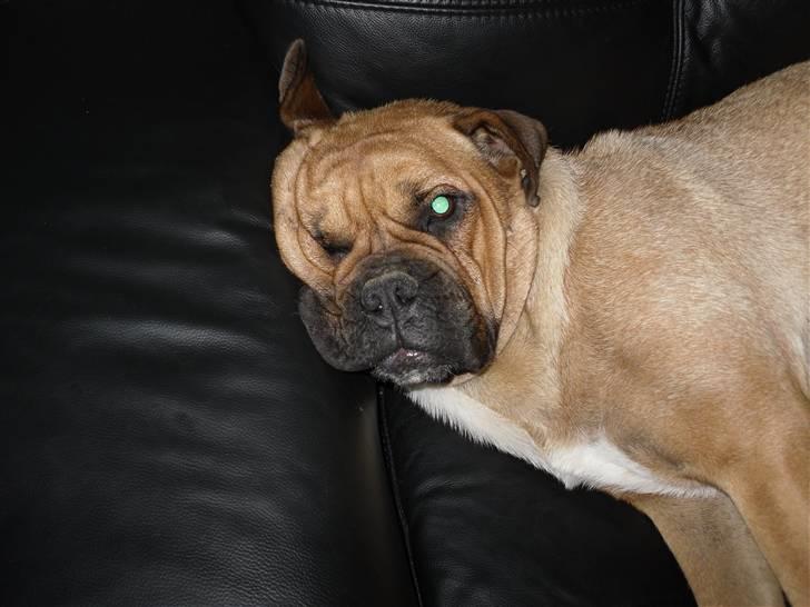 Blanding af racer Tica billede 18