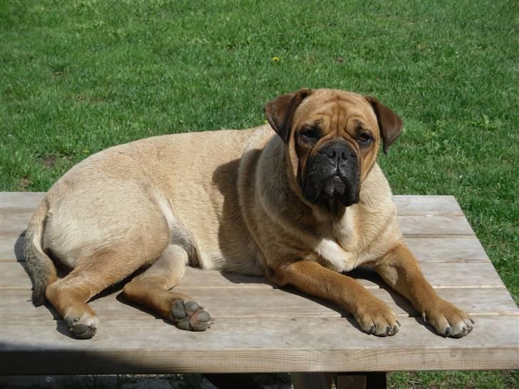 Blanding af racer Tica billede 19