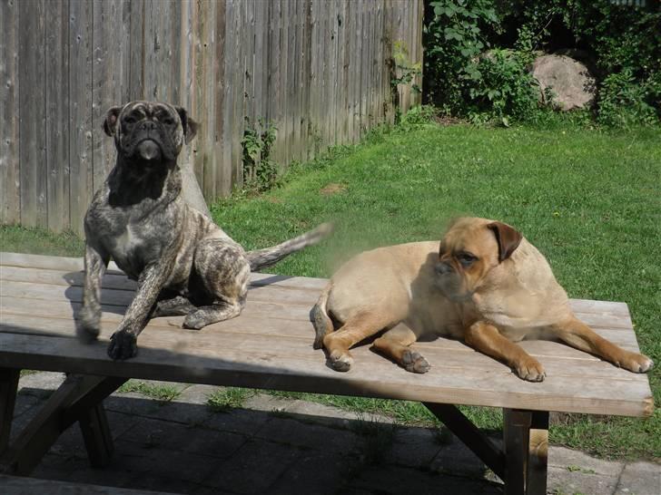 Blanding af racer Tica billede 20