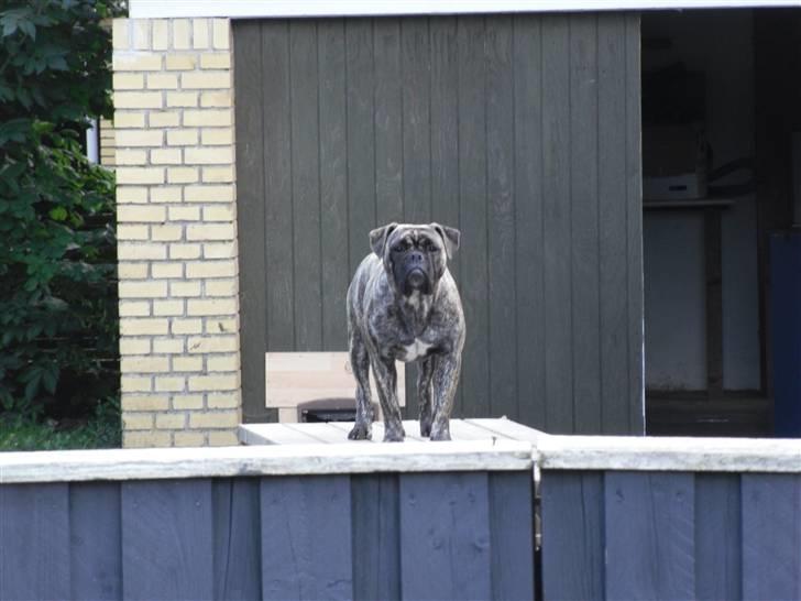 Olde english bulldogge Levi billede 14