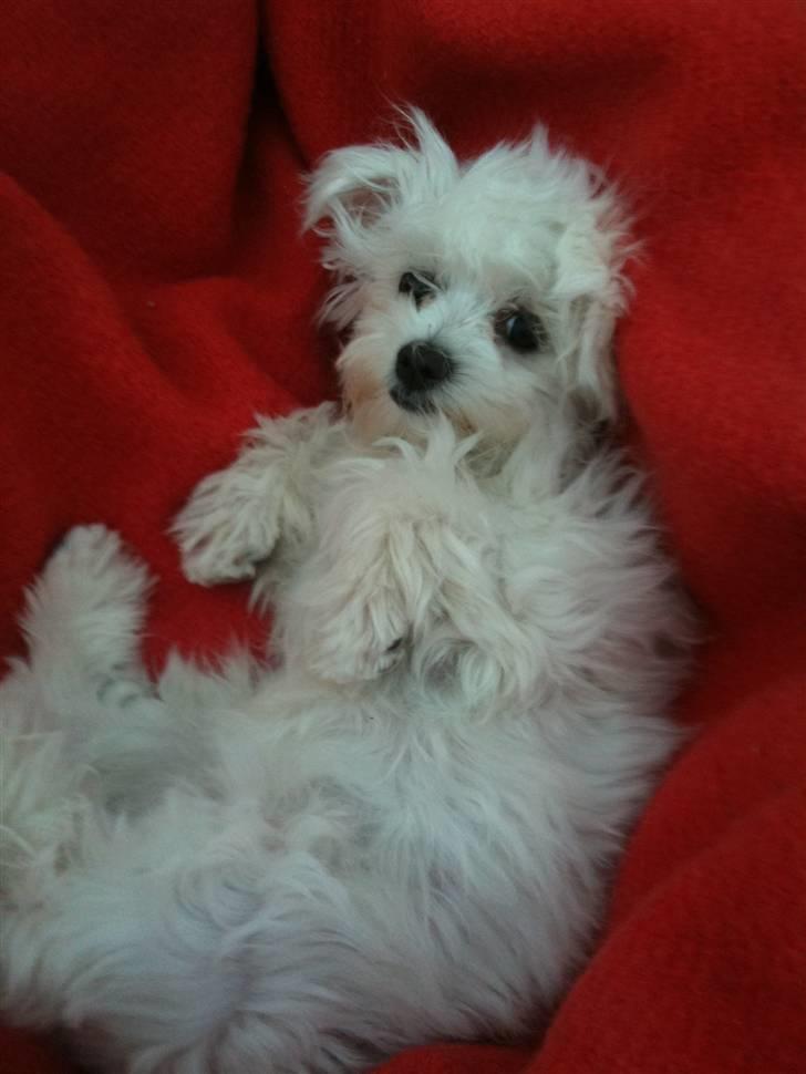 Malteser Candi billede 7