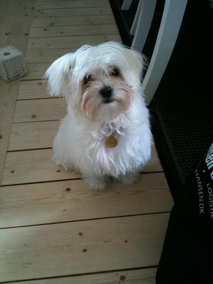 Malteser Candi - Dagen inden frisør. billede 8