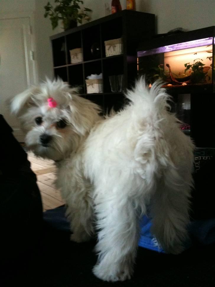 Malteser Candi - Så fik vi en lyserød elastik, det skulle jo komme. billede 9