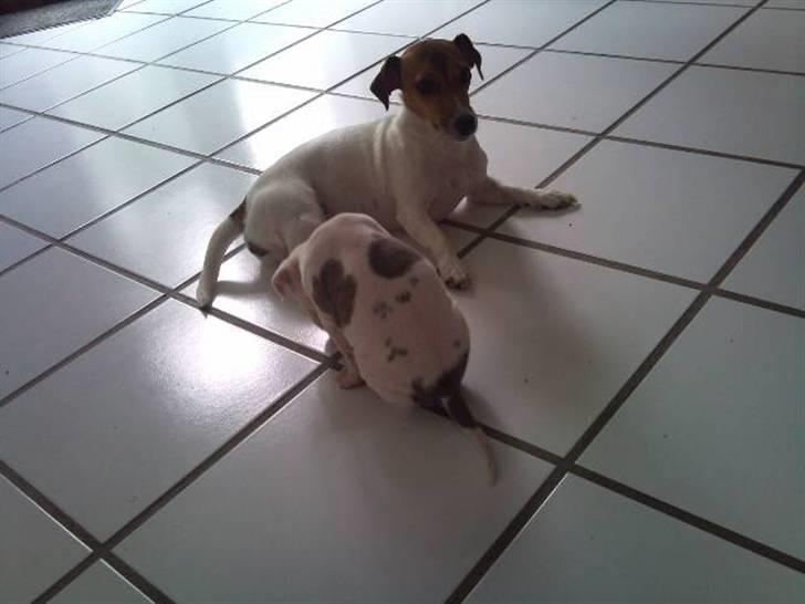 Jack russell terrier Tumle <3 billede 20