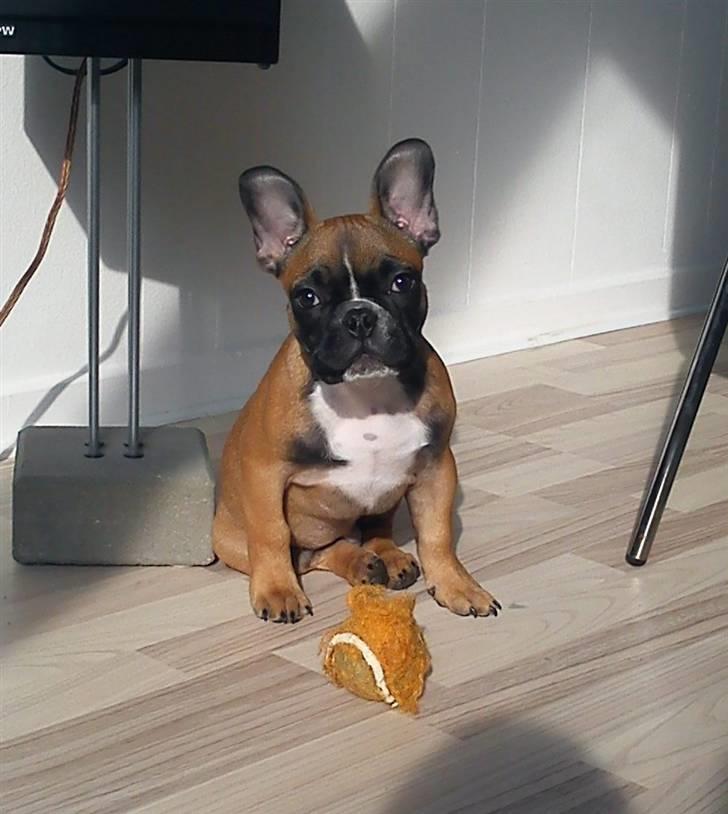 Fransk bulldog Willie - 14 uger. billede 17