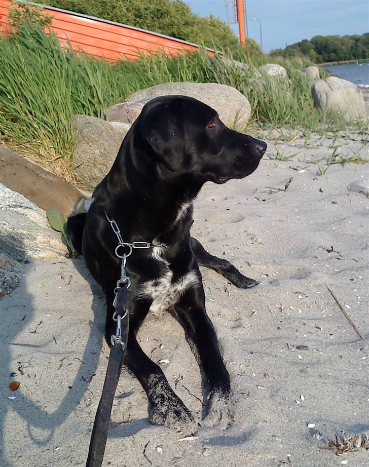 Blanding af racer Pepper <3 † Himmelhund † <3 billede 12