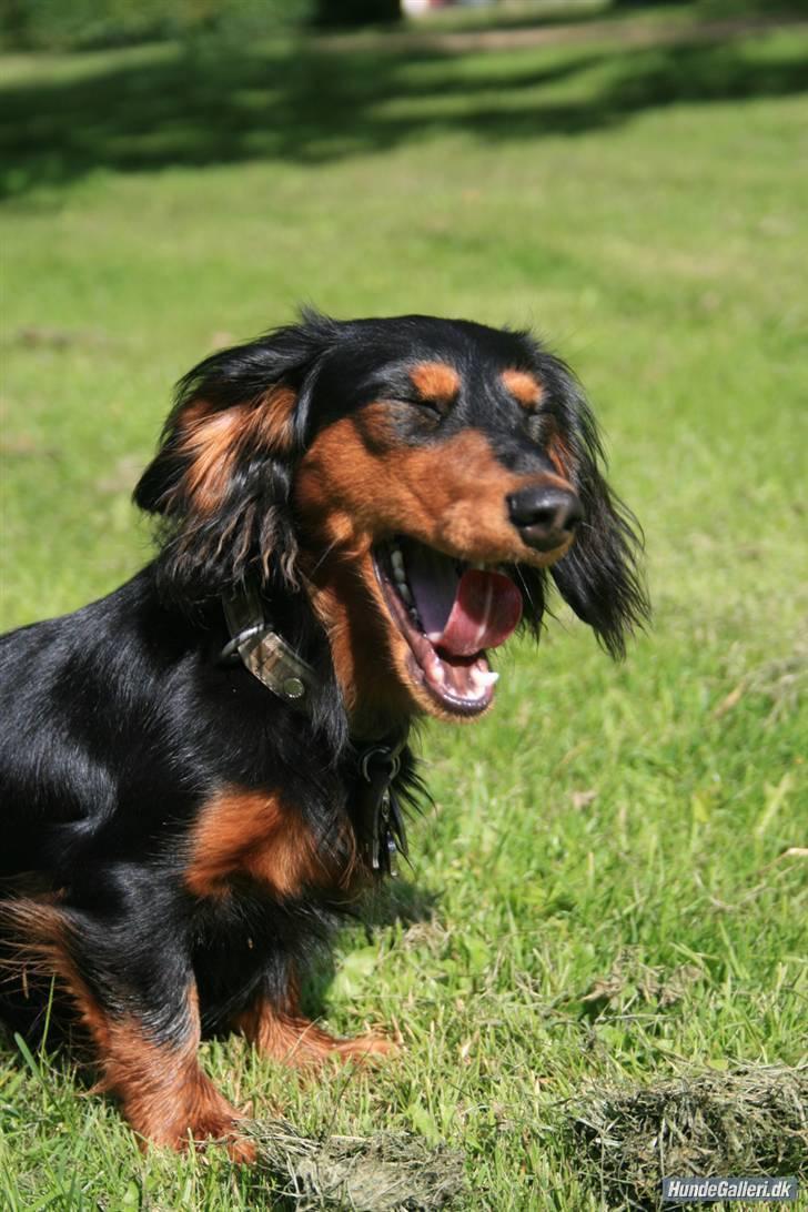 Dværggravhund Munthe billede 5