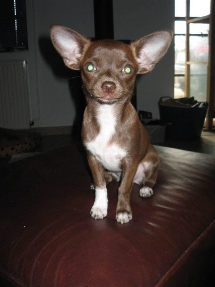 Chihuahua Antonieta *MUS* billede 1